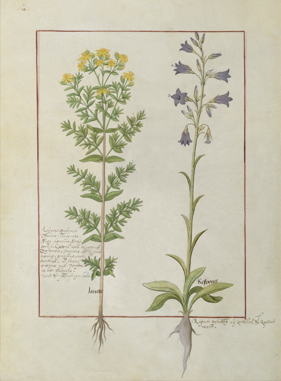 Dos plantas con flores del Libro de Medicinas Simples de Mattheaus Platearius (m. c.1161) c.1470 de Robinet Testard