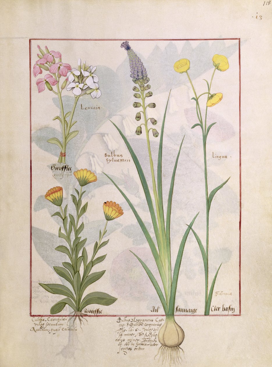 Ilustración del Libro de Medicinas Simples por Mattheaus Platearius 118r de Robinet Testard