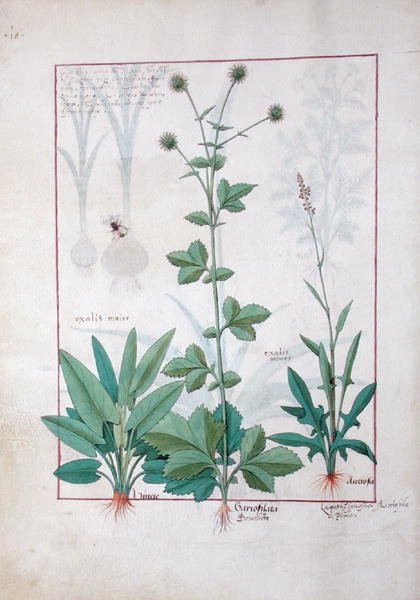 Acedera y Gariofilata (Madera Bendita) ilustración del Libro de Medicinas Simples de Mattheaus Platearius (m. c.1161) c.1470 de Robinet Testard