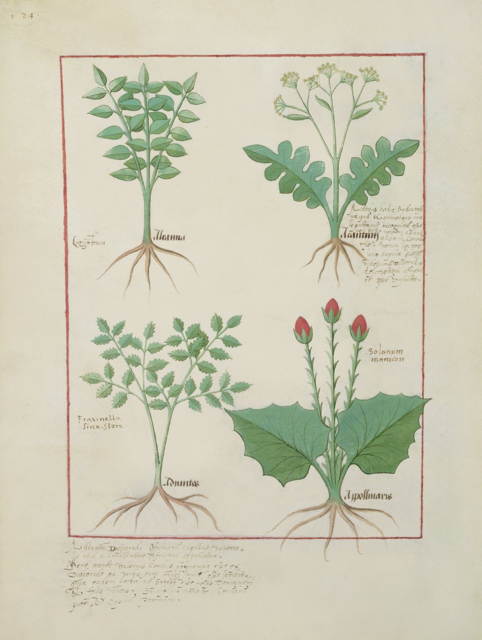 Ms Fr. Fv VI #1 fol.123v Fila superior: Ligustrum y Acanthus. Fila inferior: Planta de hierba y Apollinaris, ilustración del Libro de las medicinas simples, por Matthaeus Platearius (d.c.1161) c.1470 de Robinet Testard