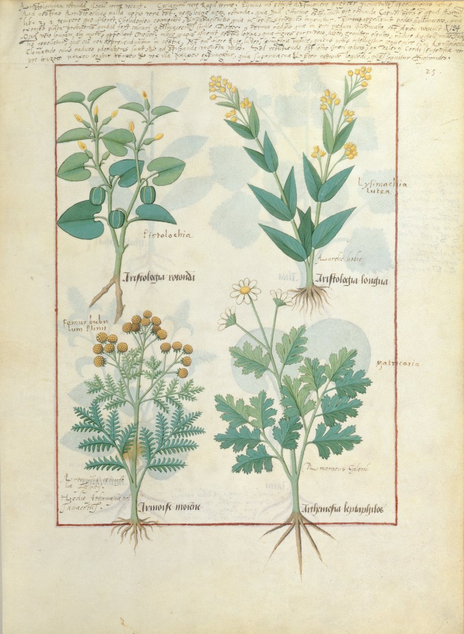 Fila superior: Aristolochia Rotundi y Aristolochia Longua. Fila inferior: Armoise y Artemesia, ilustración de 