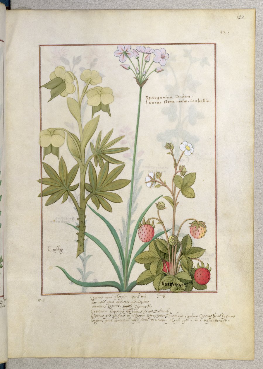 Consiligo, Burreed y Fresa, ilustración del Libro de Medicinas Simples, por Mattheaus Platearius de Robinet Testard