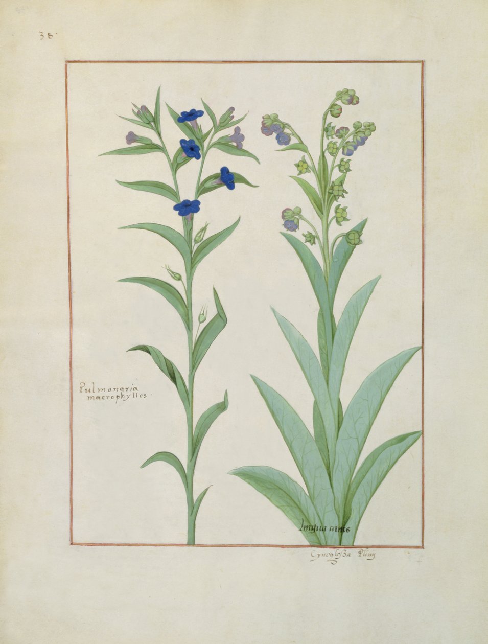 Ms Fr. Fv VI #1 fol.130v Pulmonaria y Pulmonaria, ilustración del Libro de las medicinas simples, por Mattheaus Platearius (d.c.1161) c.1470 de Robinet Testard