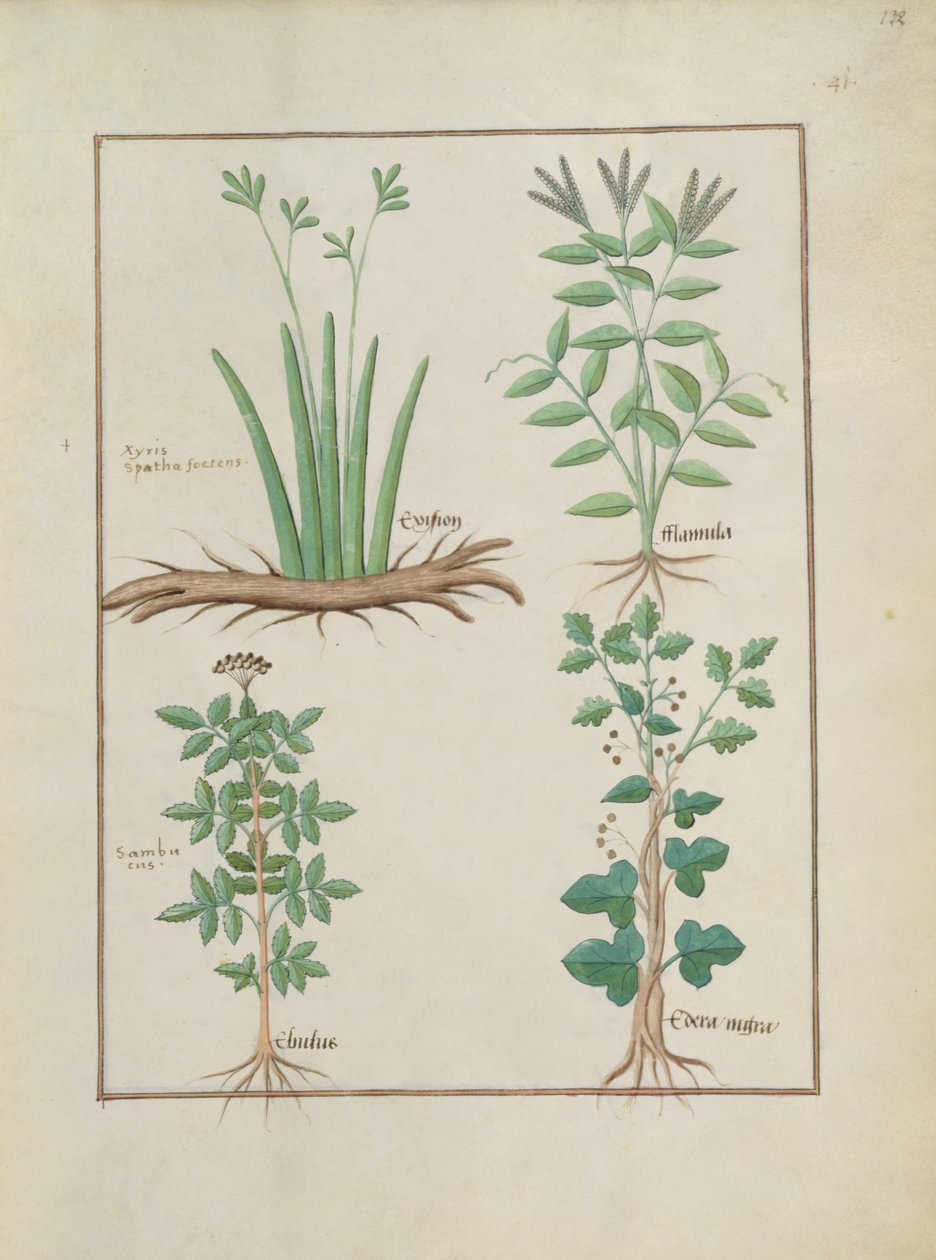 Ms Fr. Fv VI #1 fol.132r Fila superior: Xyris y Ranunculus. Fila inferior: Saúco común y Hiedra, ilustración del Libro de las medicinas simples, por Mattheaus Platearius (d.c.1161) c.1470 de Robinet Testard