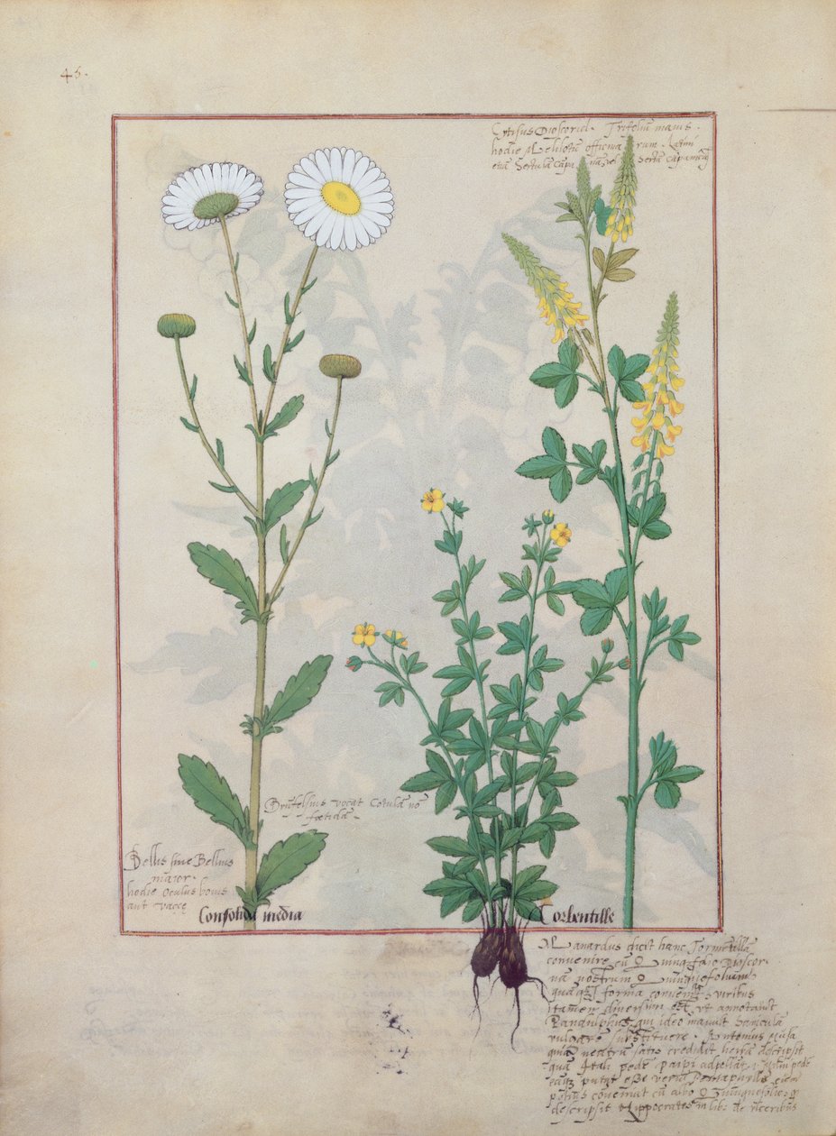 Ilustración de The Book of Simple Medicines de Mattheaus Platearius 134v de Robinet Testard
