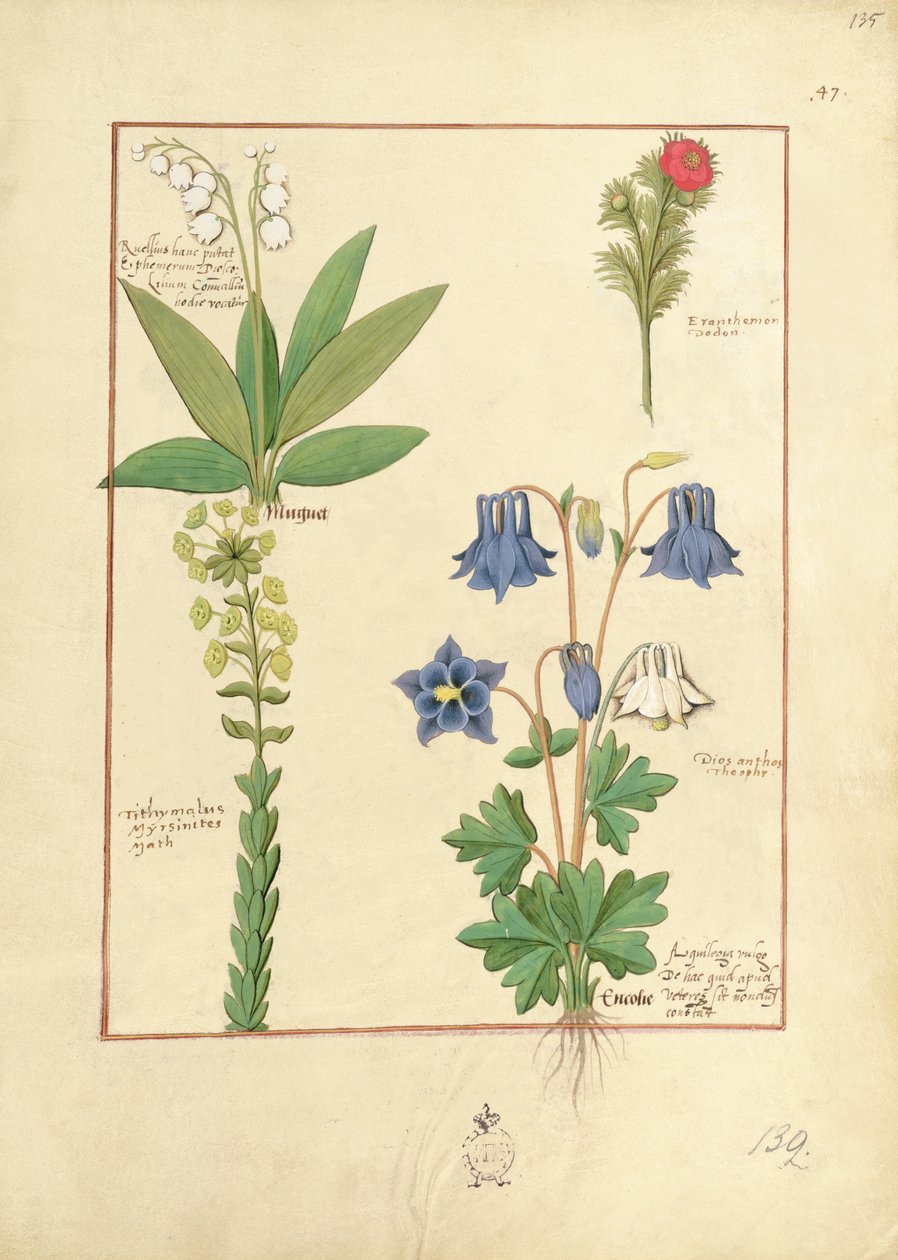 Ilustración del Libro de Medicinas Simples por Mattheaus Platearius 135r de Robinet Testard