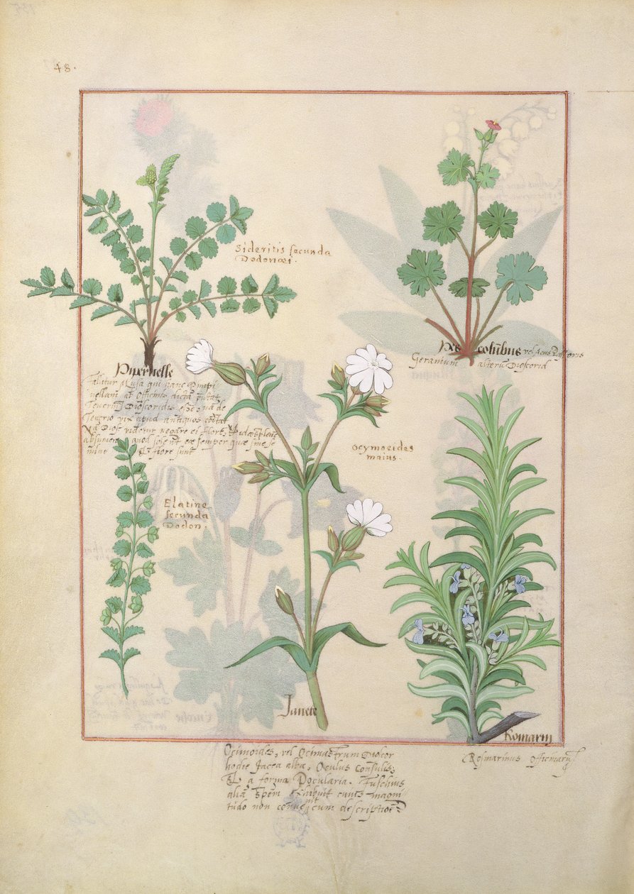 Ilustración del Libro de Medicinas Simples por Mattheaus Platearius 135r de Robinet Testard