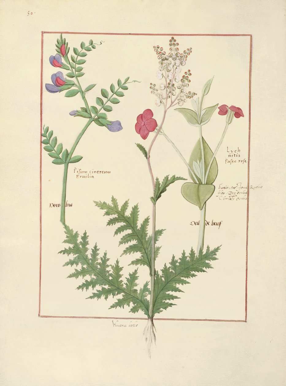 Ilustración del Libro de Medicinas Simples de Mattheaus Platearius de Robinet Testard