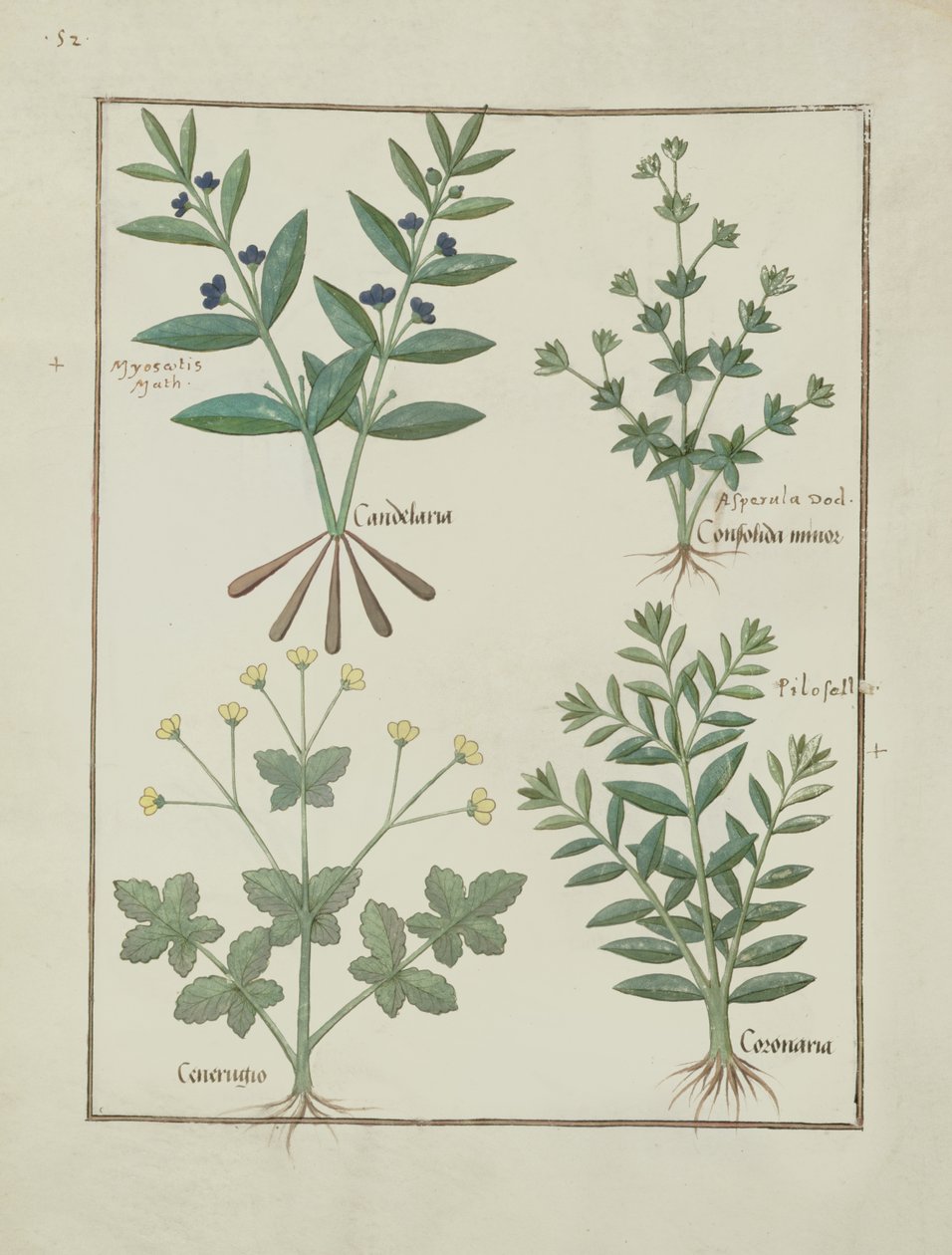 Ilustración del Libro de Medicinas Simples de Mattheaus Platearius (m. c.1161) c.1470 de Robinet Testard