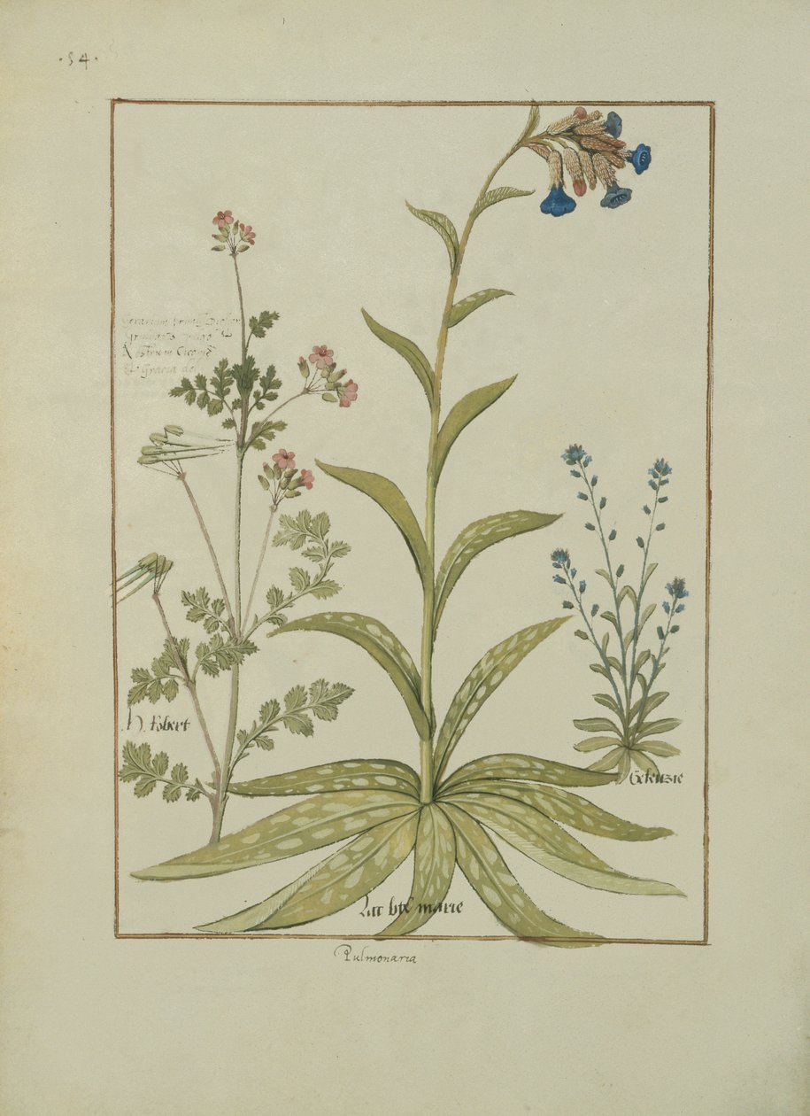 Pulmonaria y Geranio, ilustración del Libro de Medicinas Simples de Mattheaus Platearius (m. c.1161) c.1470 de Robinet Testard