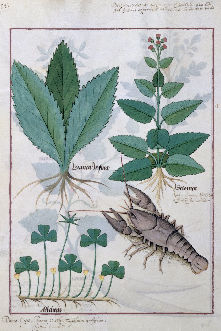Ilustración del Libro de Medicinas Simples de Mattheaus Platearius 139v de Robinet Testard