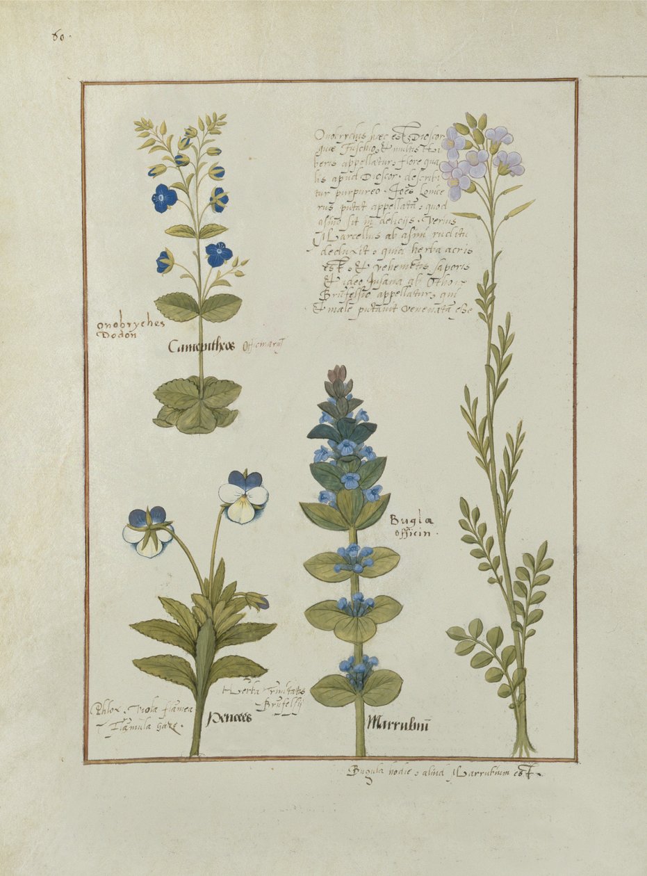 Ilustración del Libro de Medicinas Simples de Mattheaus Platearius (m. c.1161) c.1470 de Robinet Testard