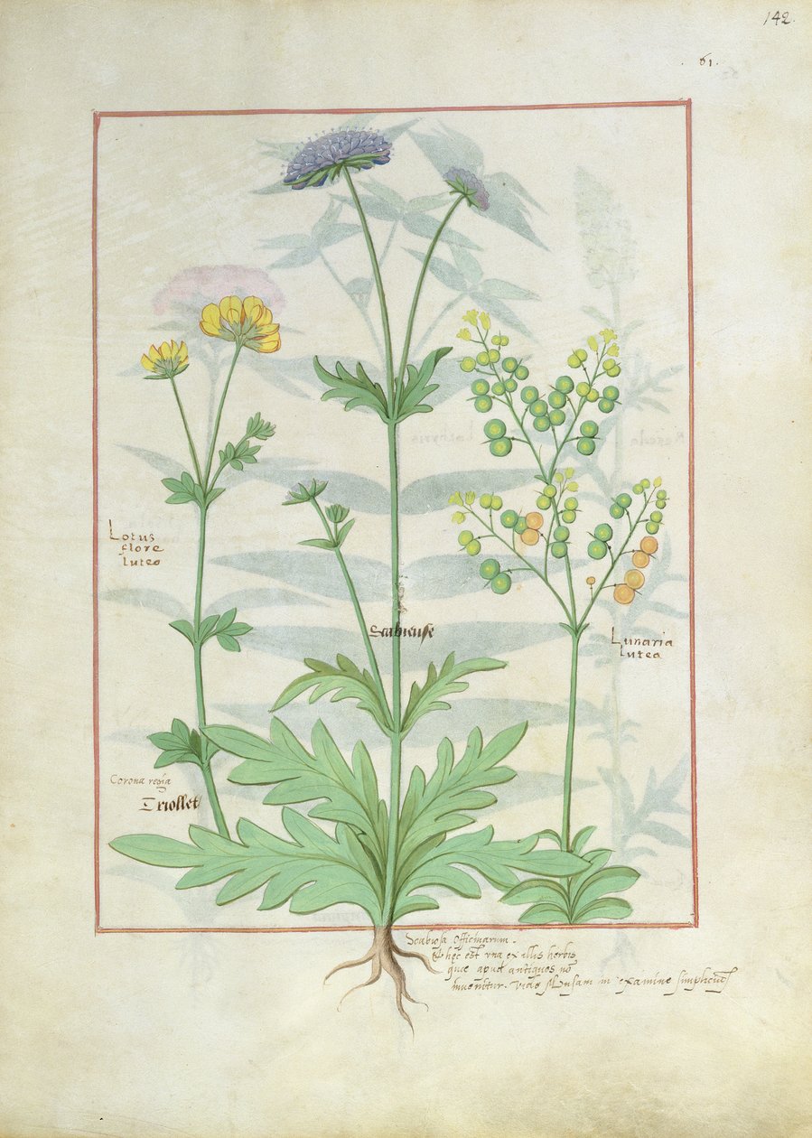 Ilustración del Libro de Medicinas Simples de Mattheaus Platearius 142r de Robinet Testard