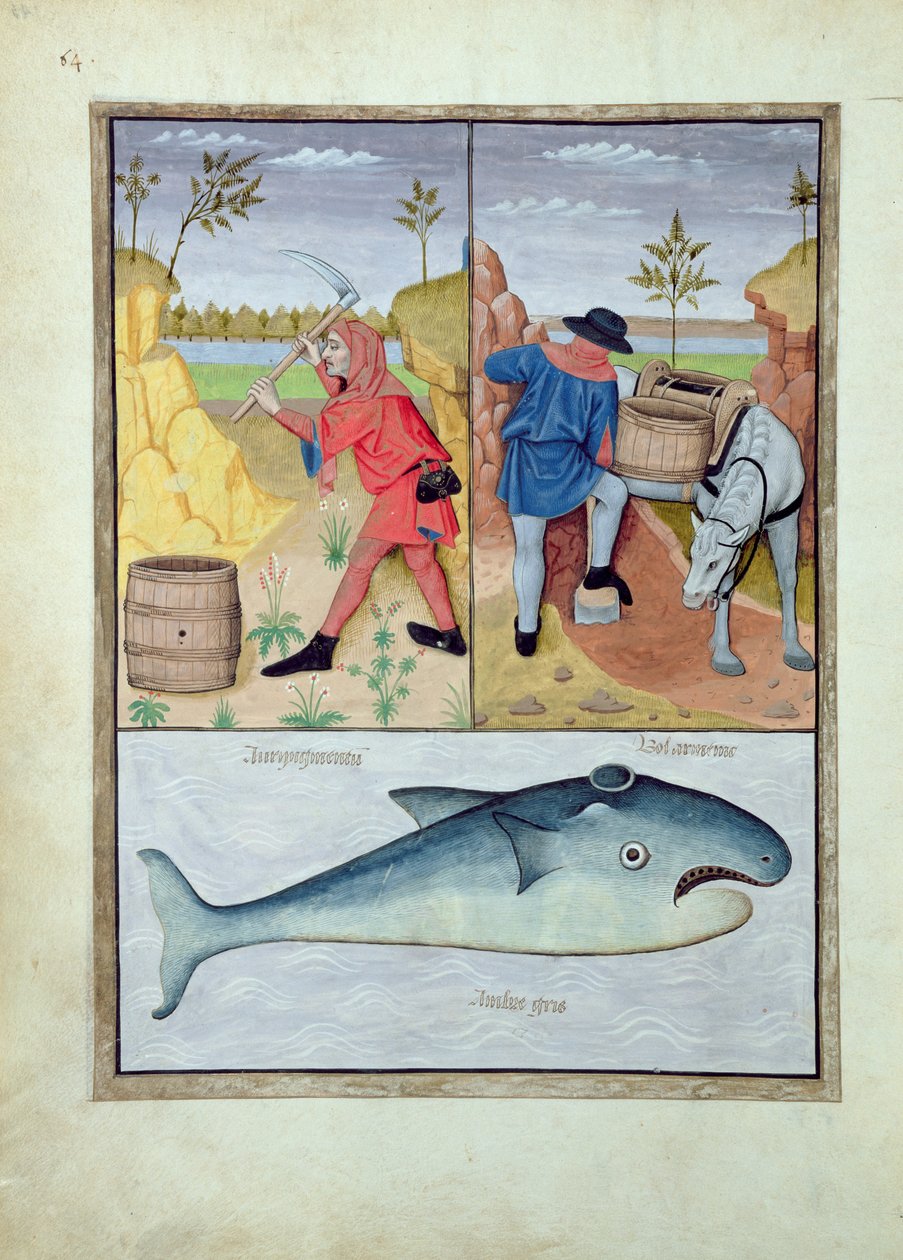 Ilustración del Libro de Medicinas Simples por Mattheaus Platearius 143v de Robinet Testard