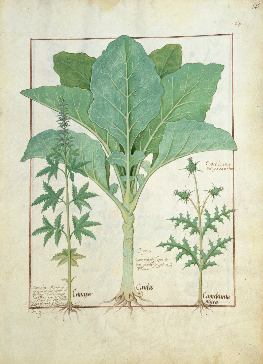 Cannabis, Brassica y Cardo, Ilustración del Libro de Medicinas Simples por Mattheaus Platearius 145 de Robinet Testard