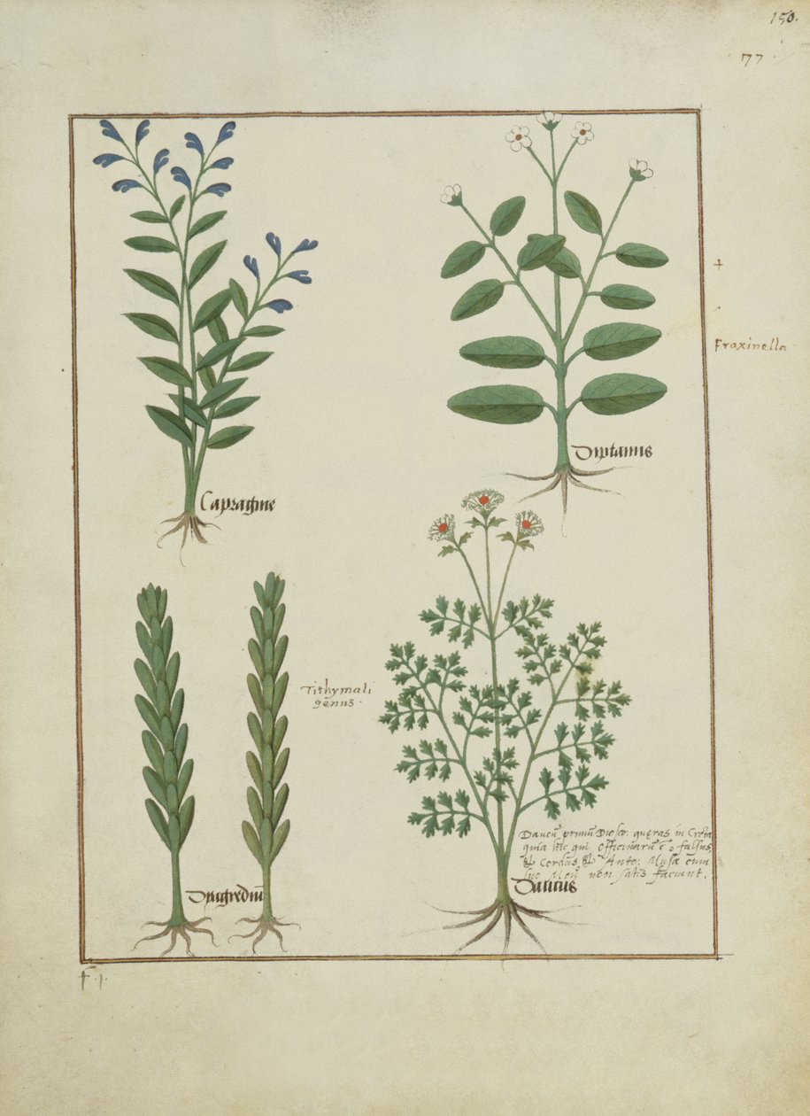 Ilustración del Libro de Medicinas Simples de Mattheaus Platearius (m. c.1161) c.1470 de Robinet Testard