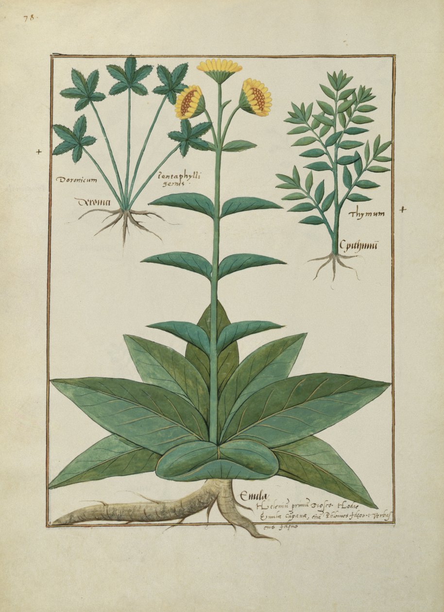Ilustración del Libro de Medicinas Simples de Mattheaus Platearius (m. c.1161) c.1470 de Robinet Testard