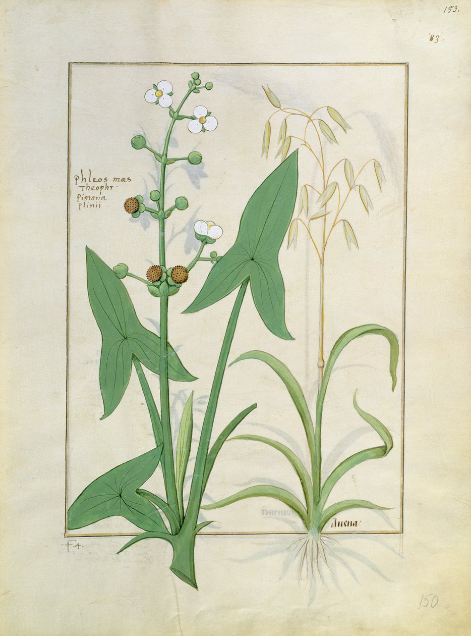 Ilustración del Libro de Medicinas Simples por Mattheaus Platearius 153r de Robinet Testard