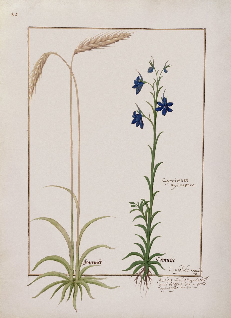 Espiga de maíz y Cyminum Sylvestre, ilustración del Libro de Medicinas Simples de Mattheaus Platearius (m. c.1161) c.1470 de Robinet Testard