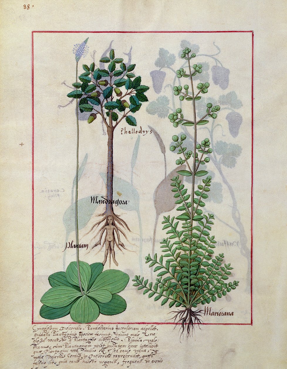 Ilustración del Libro de Medicinas Simples de Mattheaus Platearius 155v de Robinet Testard