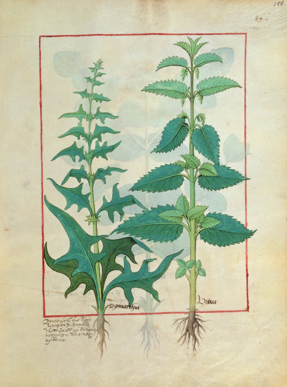 Urticaceae (Familia de las Ortigas) Ilustración del Libro de Medicinas Simples por Mattheaus Platearius de Robinet Testard