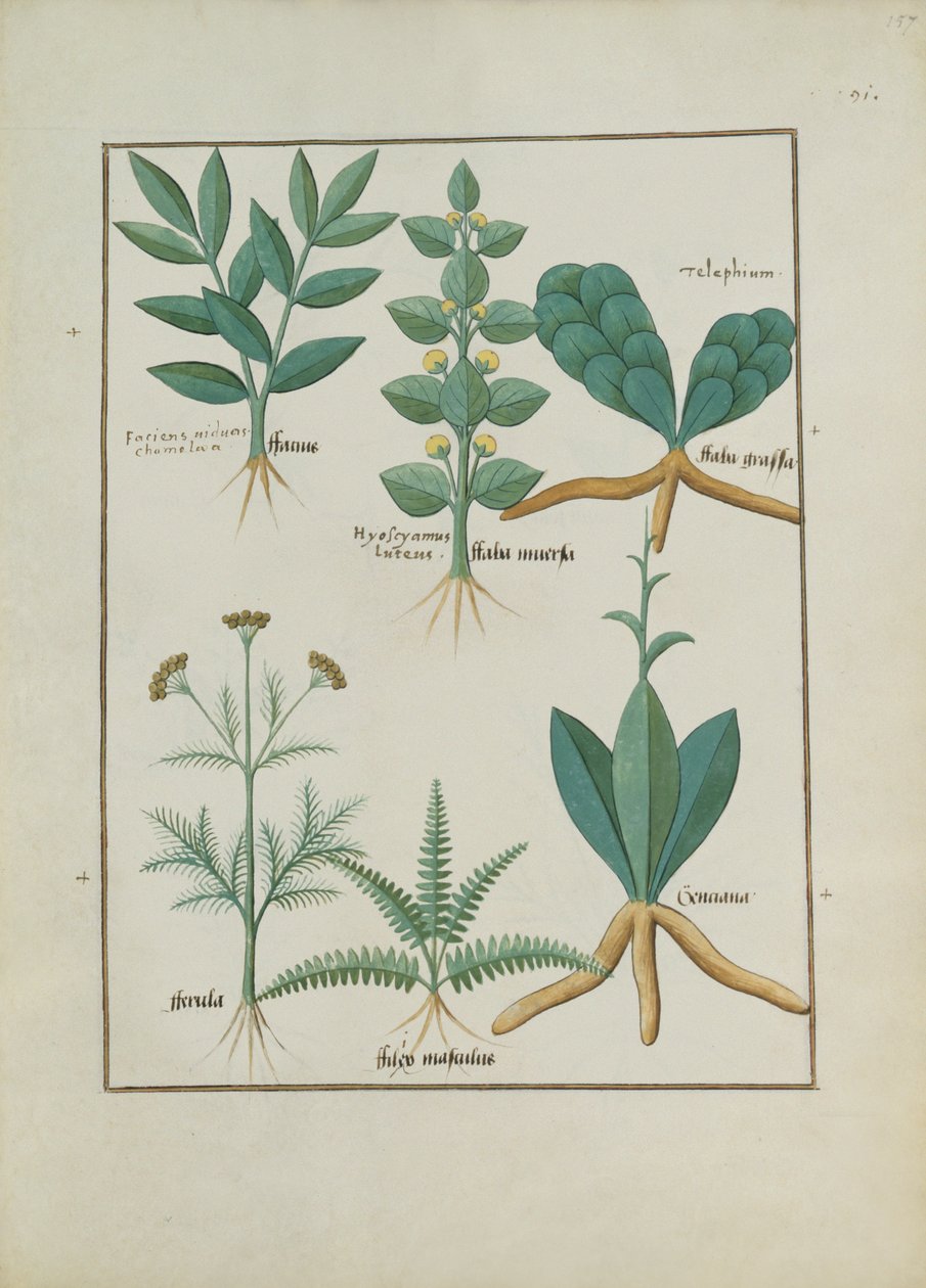 Helechos y arbustos, ilustración del Libro de Medicinas Simples de Mattheaus Platearius (m. c.1161) c.1470 de Robinet Testard