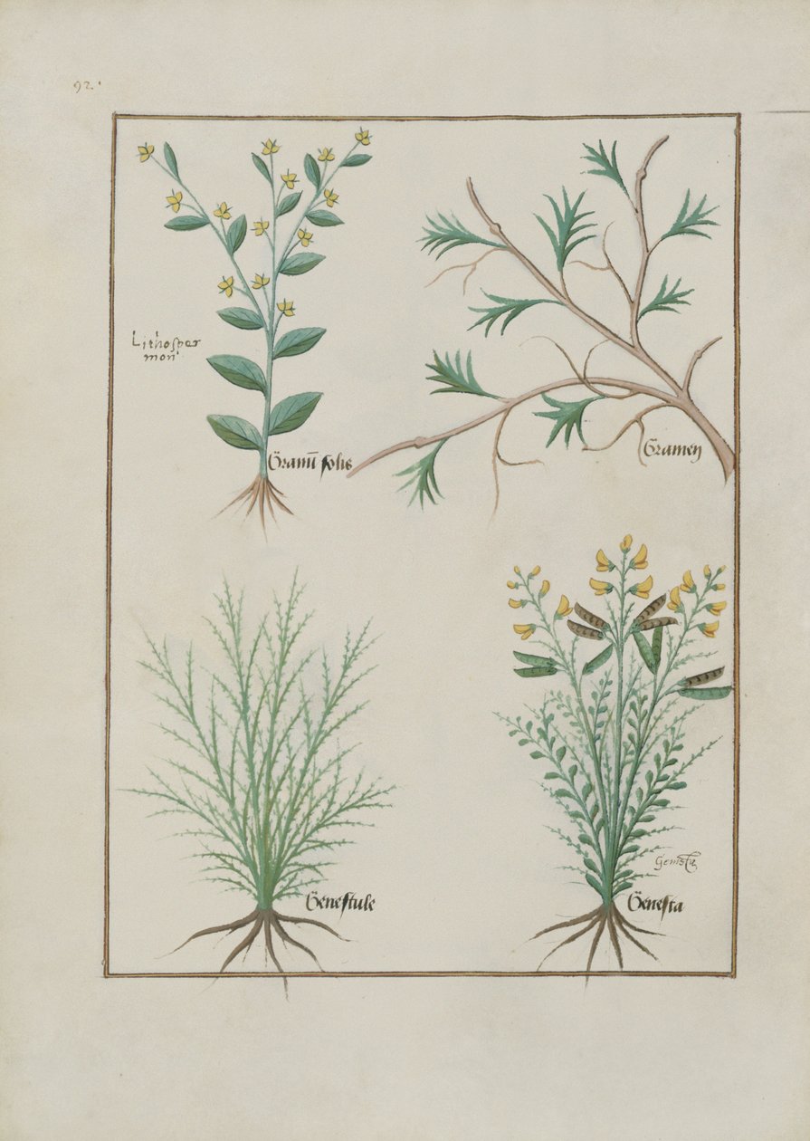 Ilustración del Libro de Medicinas Simples de Mattheaus Platearius (m. c.1161) c.1470 de Robinet Testard