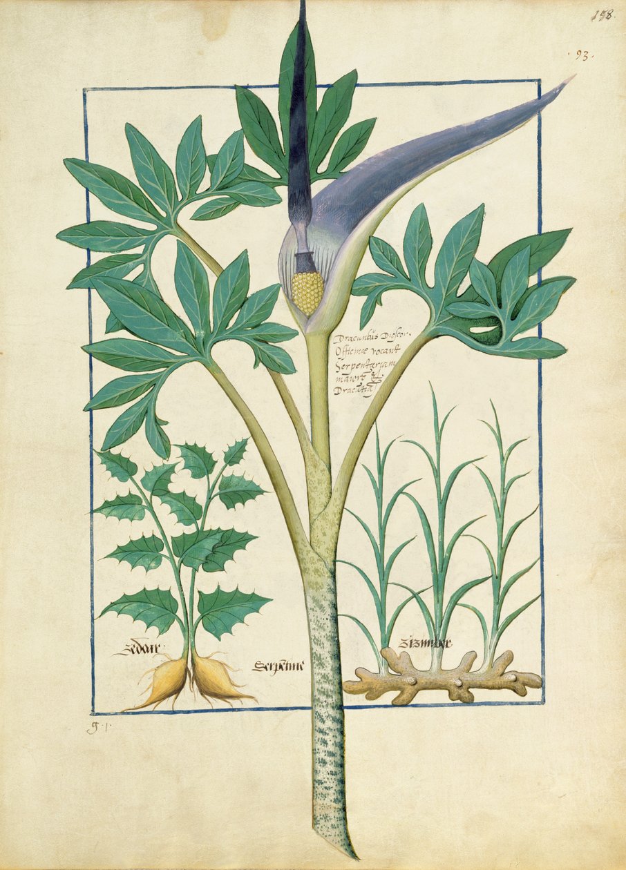 Orquídea, ilustración del Libro de Medicinas Simples de Mattheaus Platearius 158r de Robinet Testard