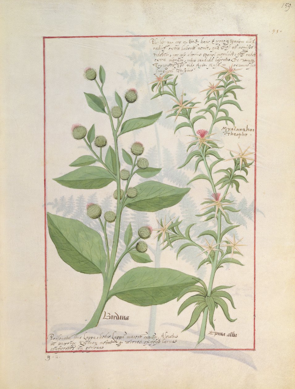 Ilustración del Libro de Medicinas Simples de Mattheaus Platearius de Robinet Testard