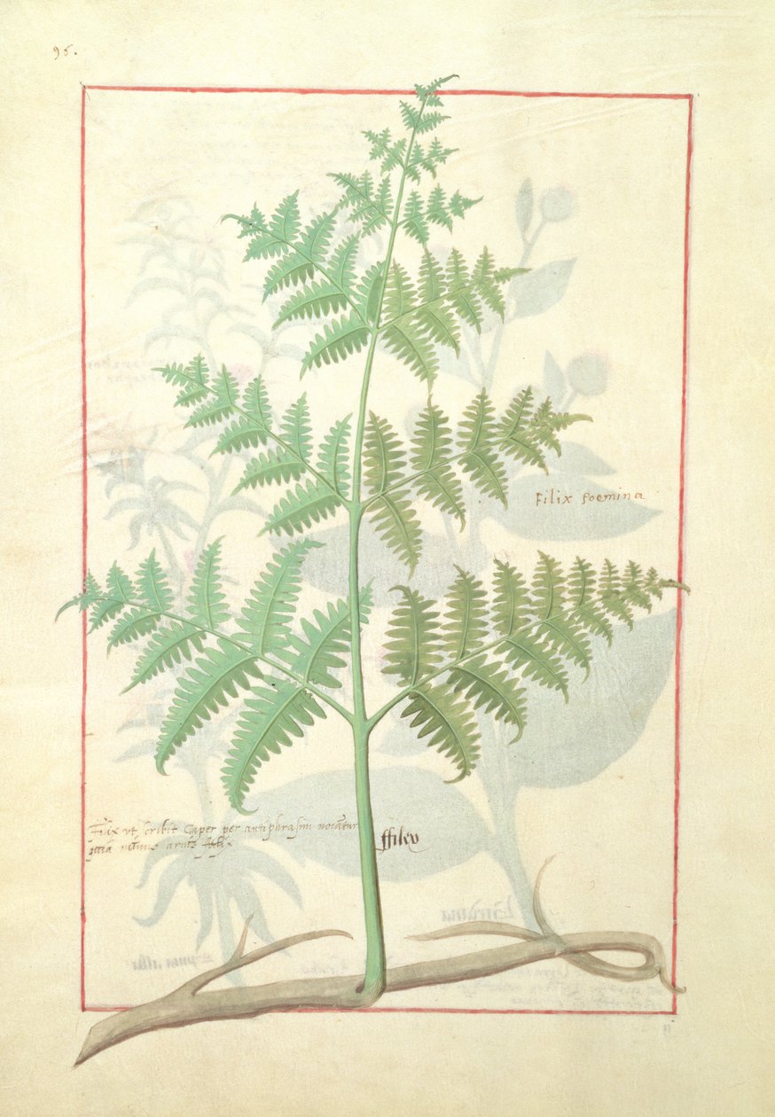 Ilustración del Libro de Medicinas Simples por Mattheaus Platearius 159v de Robinet Testard