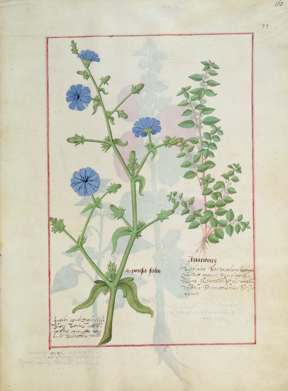 Ilustración del Libro de Medicinas Simples de Mattheaus Platearius 160r de Robinet Testard