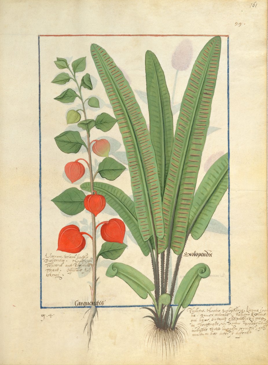 Fisalis (izquierda) Ilustración del Libro de Medicinas Simples de Mattheaus Platearius 161r de Robinet Testard