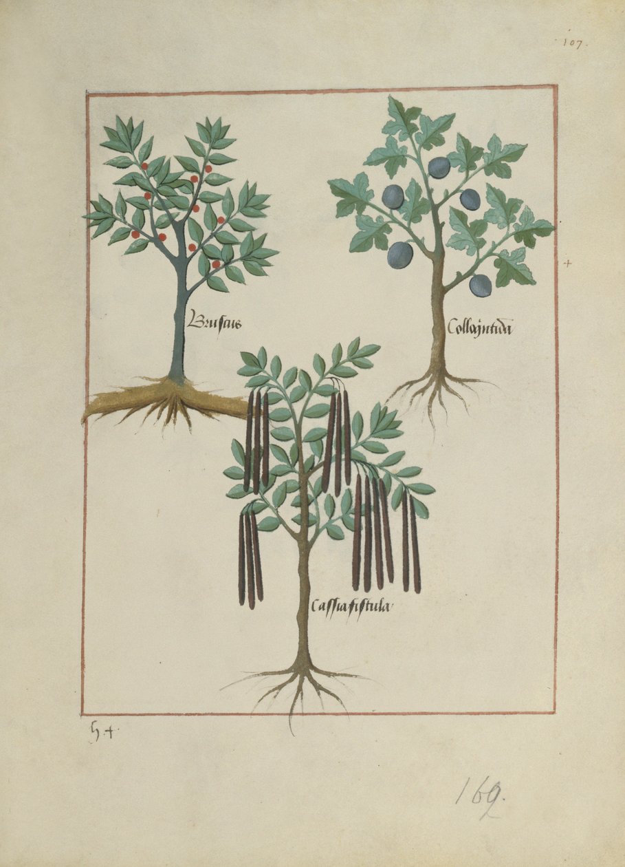 Ilustración del Libro de Medicinas Simples de Mattheaus Platearius (m. c.1161) c.1470 de Robinet Testard