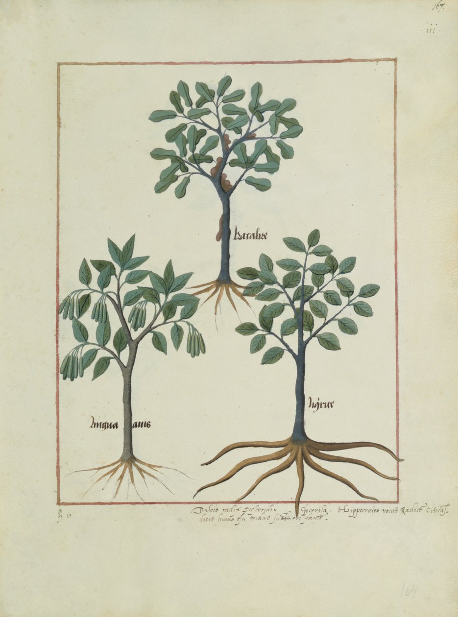 Ilustración del Libro de Medicinas Simples de Mattheaus Platearius (m. c.1161) c.1470 de Robinet Testard