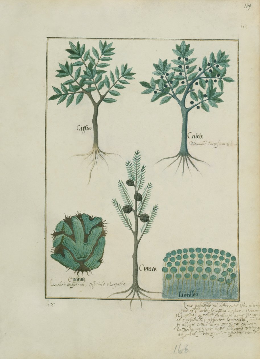 Ilustración del Libro de Medicinas Simples de Mattheaus Platearius (m. c.1161) c.1470 de Robinet Testard
