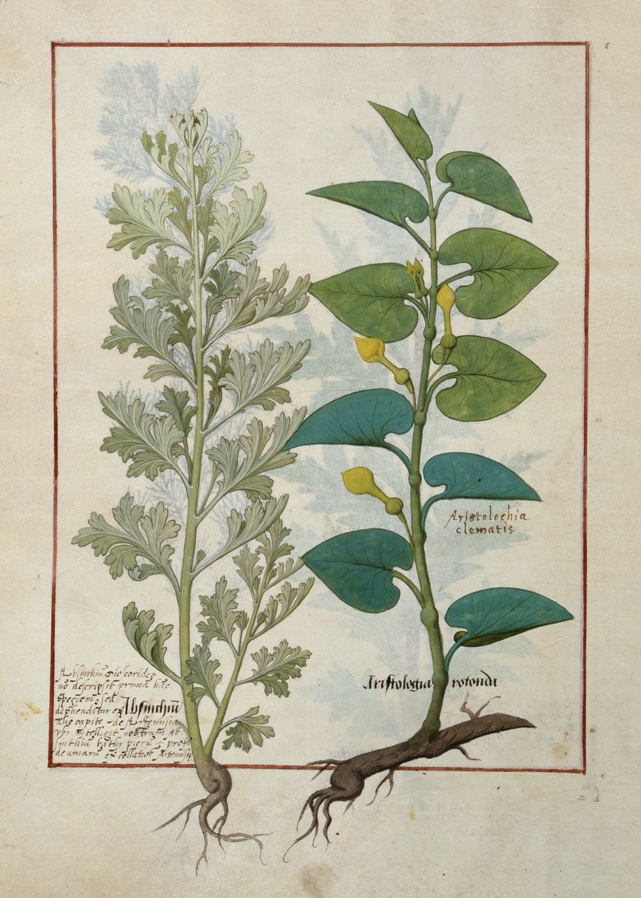 Ilustración del Libro de Medicinas Simples de Mattheaus Platearius de Robinet Testard
