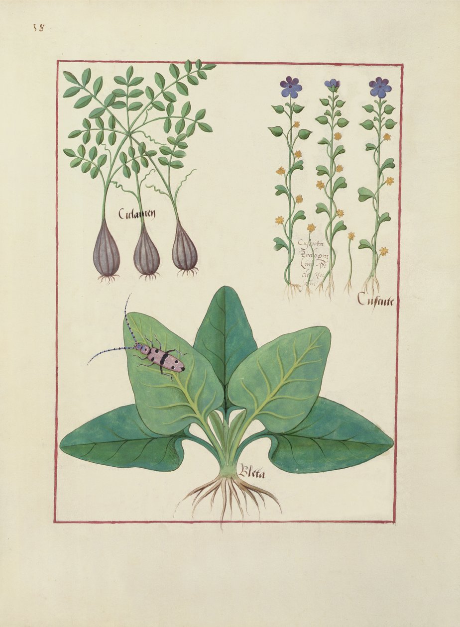 Ilustración del Libro de Medicinas Simples por Mattheaus Platearius (d.c.1161) c.1470 de Robinet Testard
