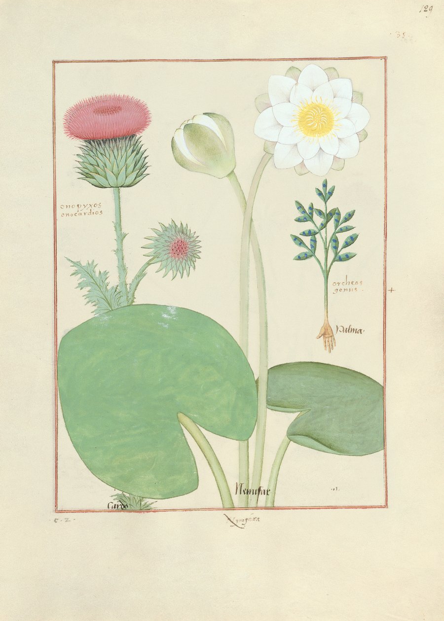 Cardo plumoso, lirio de agua y planta de ricino, ilustración de 