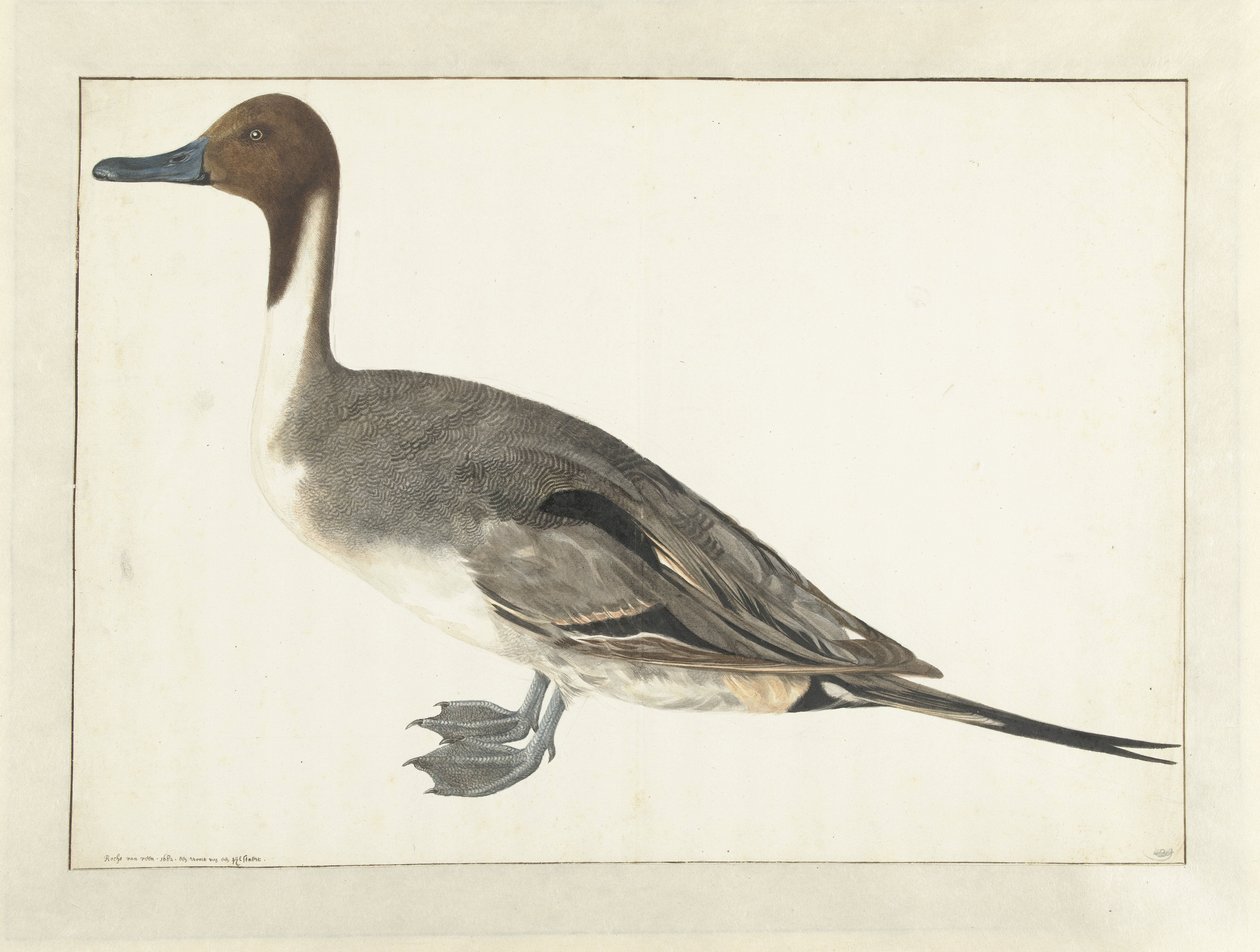 Pato de barca de Rochus van Veen