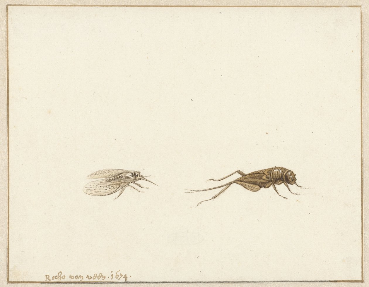 Dos insectos de Rochus van Veen
