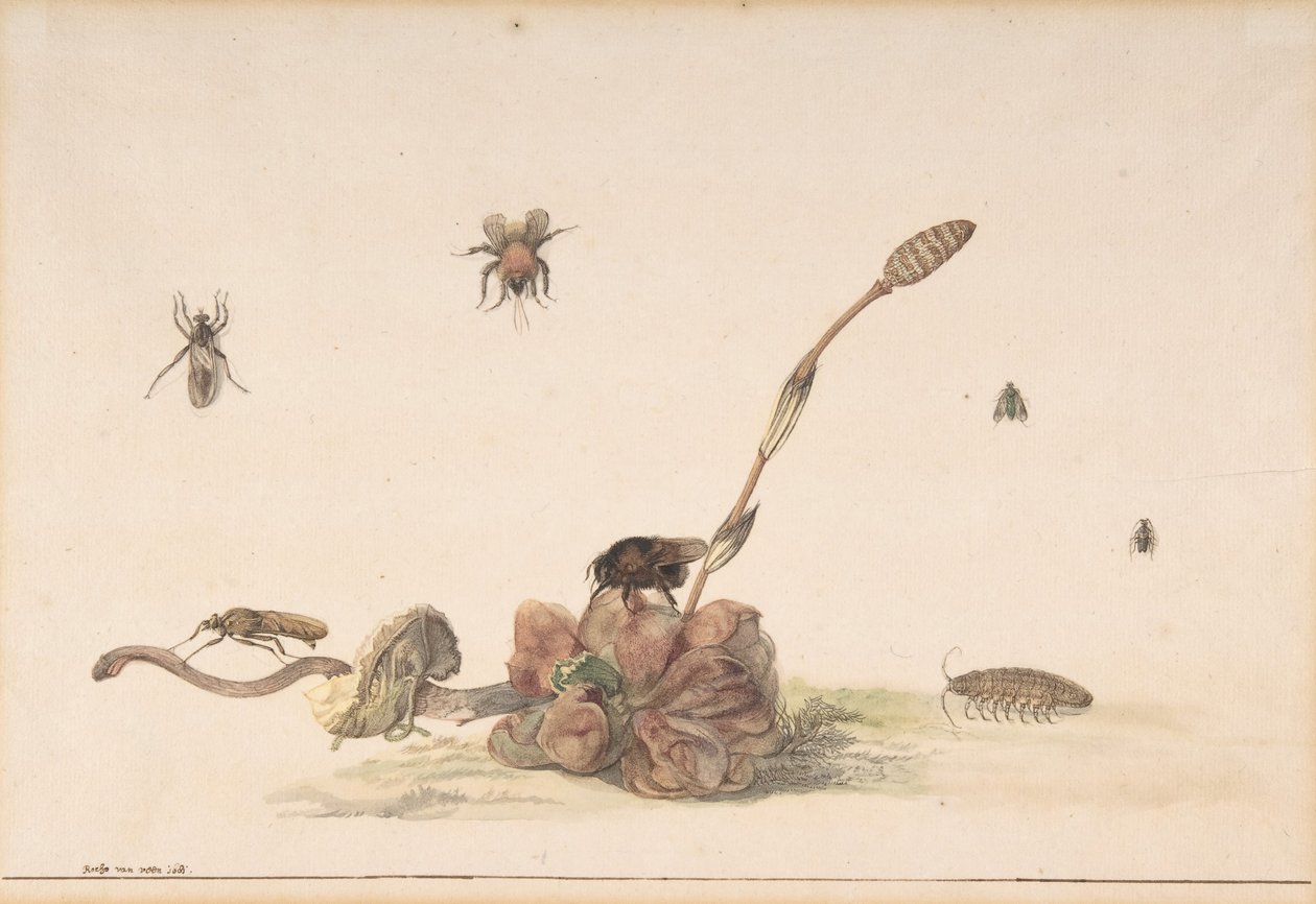 Varios insectos junto a un hongo, 1681 de Rochus van Veen