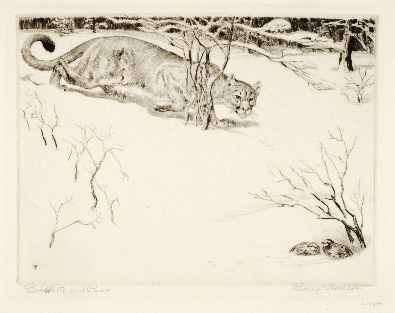 Bob-white y Puma de Rodney Thomson