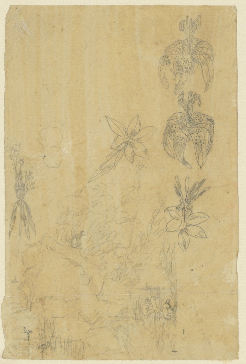 Estudios florales y mujeres bañistas de Rodolphe Bresdin
