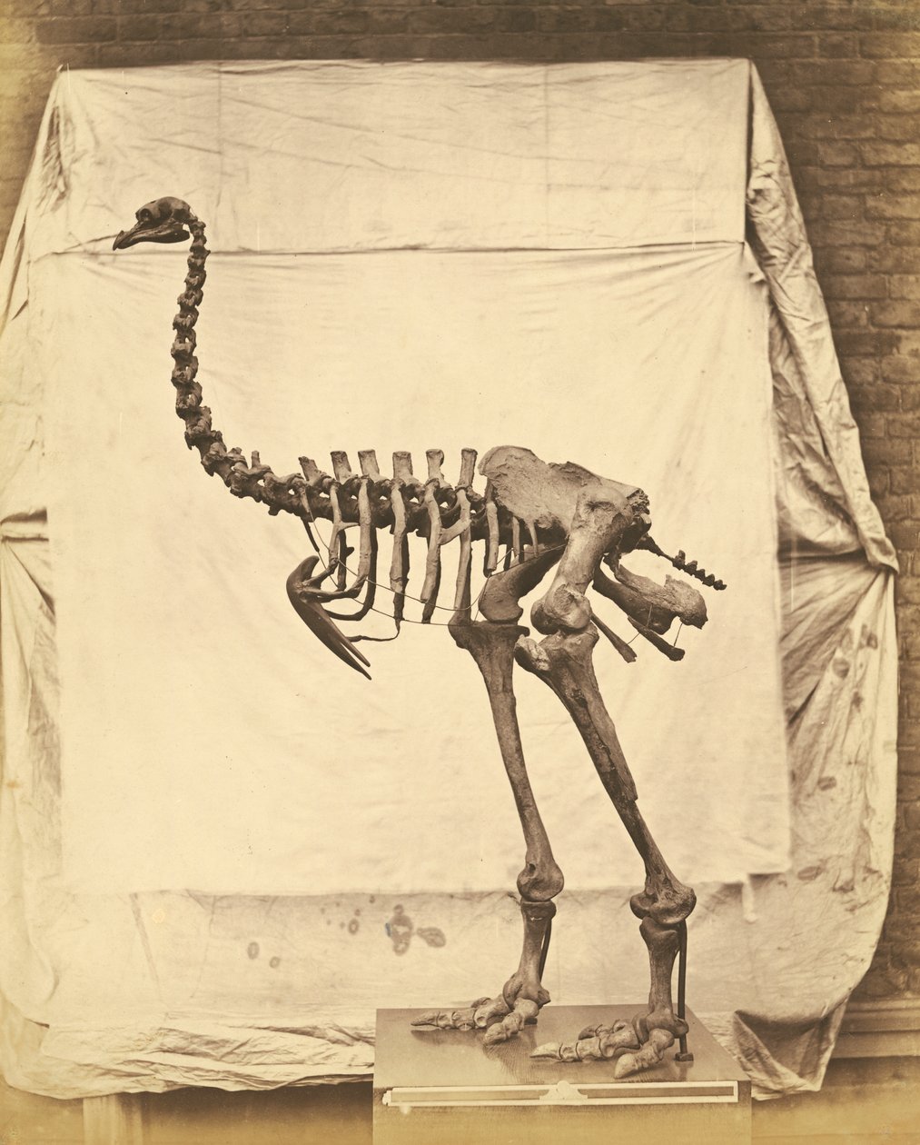 Dinornis Elephantopus Dinosaurio de Roger Fenton