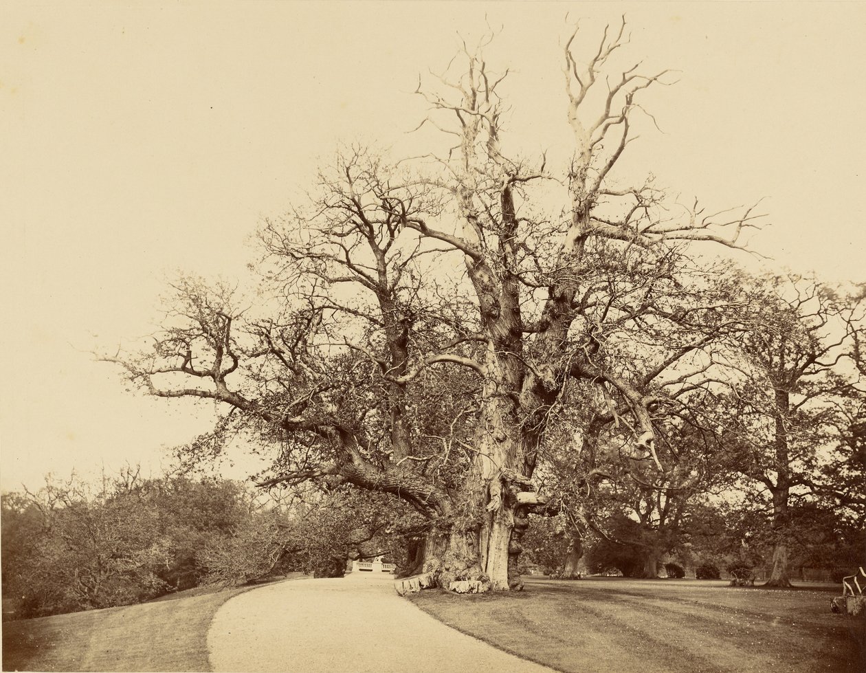 [Estudio de un árbol y un camino de acceso] de Roger Fenton