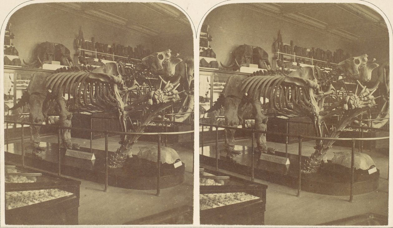 El Megatherium, Museo Británico, década de 1850 de Roger Fenton