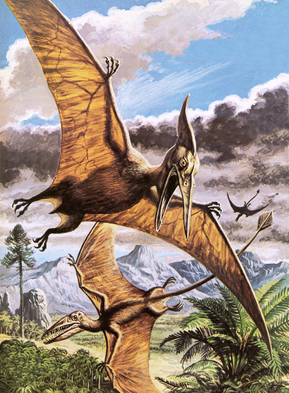 Pteranodon (arriba) y Rhamphorhynchus (abajo) de Roger Payne