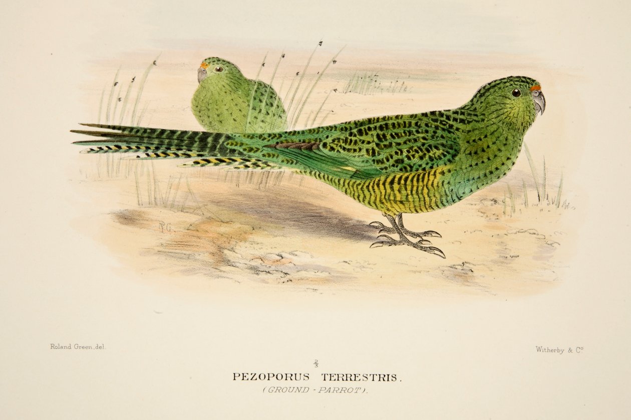 Loro terrestre de Roland Green