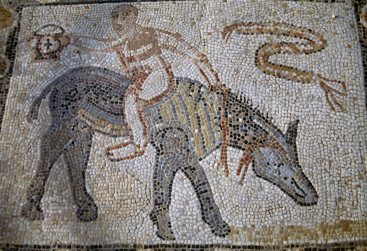 Desultor (atleta que saltaba de un caballo a otro durante una carrera) montado en un asno hacia atrás y sosteniendo el kantharos (copa del vencedor), mosaico de la Casa de Desultor en la ciudad romana de Volubilis (Patrimonio Mundial de la UNESCO). de Roman Roman