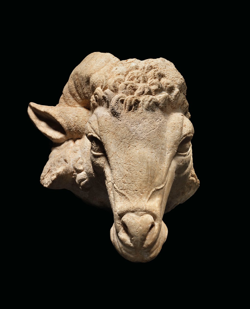 Cabeza de un carnero, c. siglo I a.C. - siglo I d.C. de Roman Roman